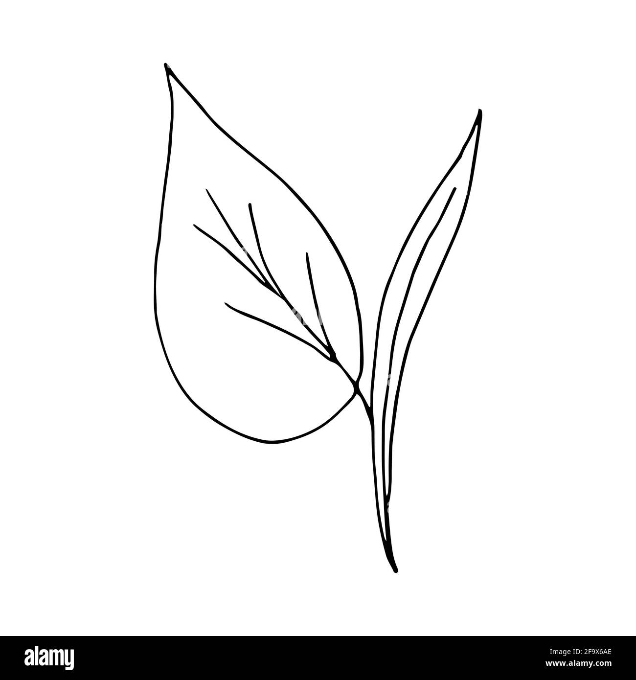 branche vectorielle avec feuilles noires et blanches. Illustration botanique minimaliste, dessin à la main Banque D'Images