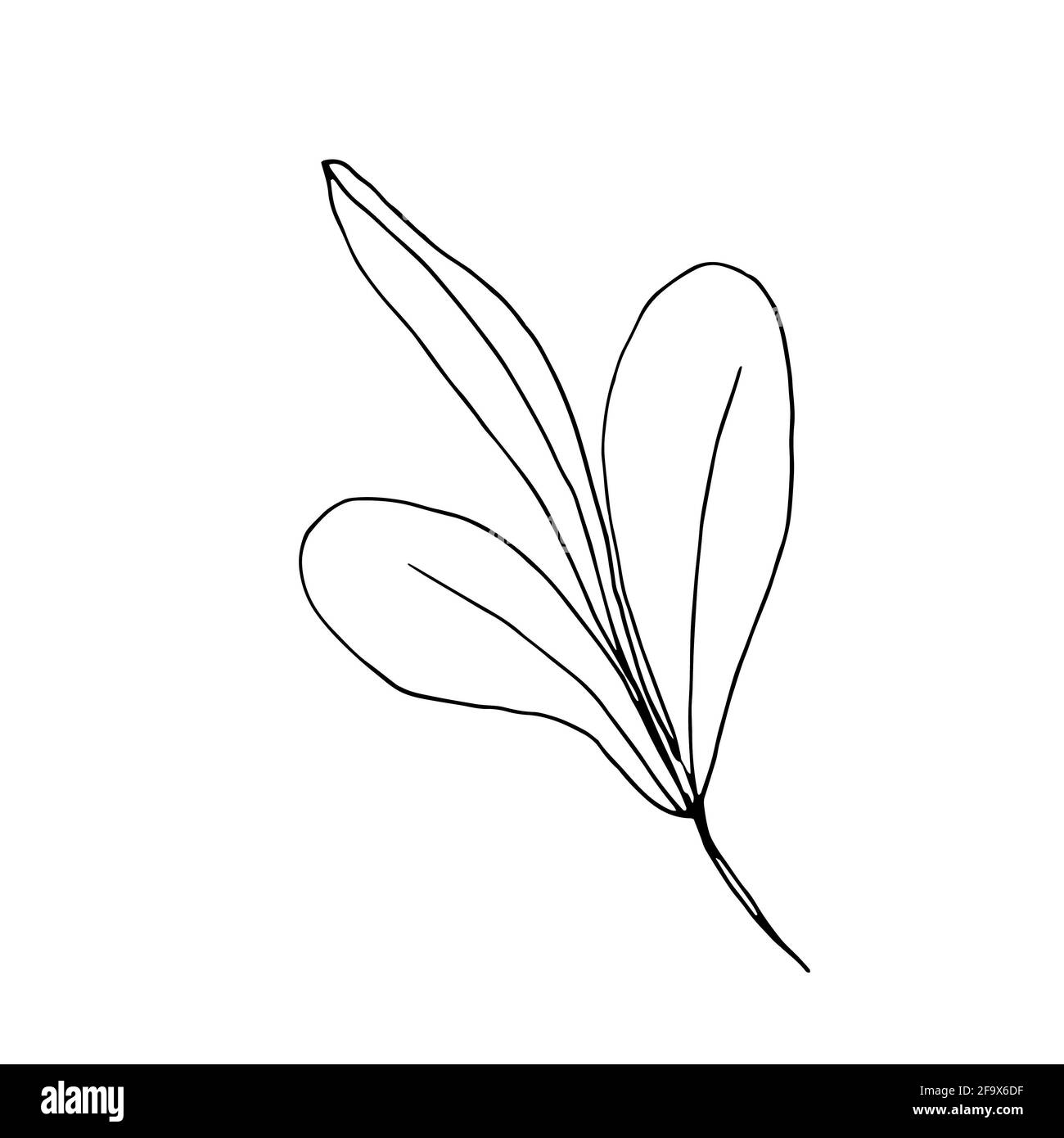 branche vectorielle avec feuilles noires et blanches. Illustration botanique minimaliste, dessin à la main Banque D'Images