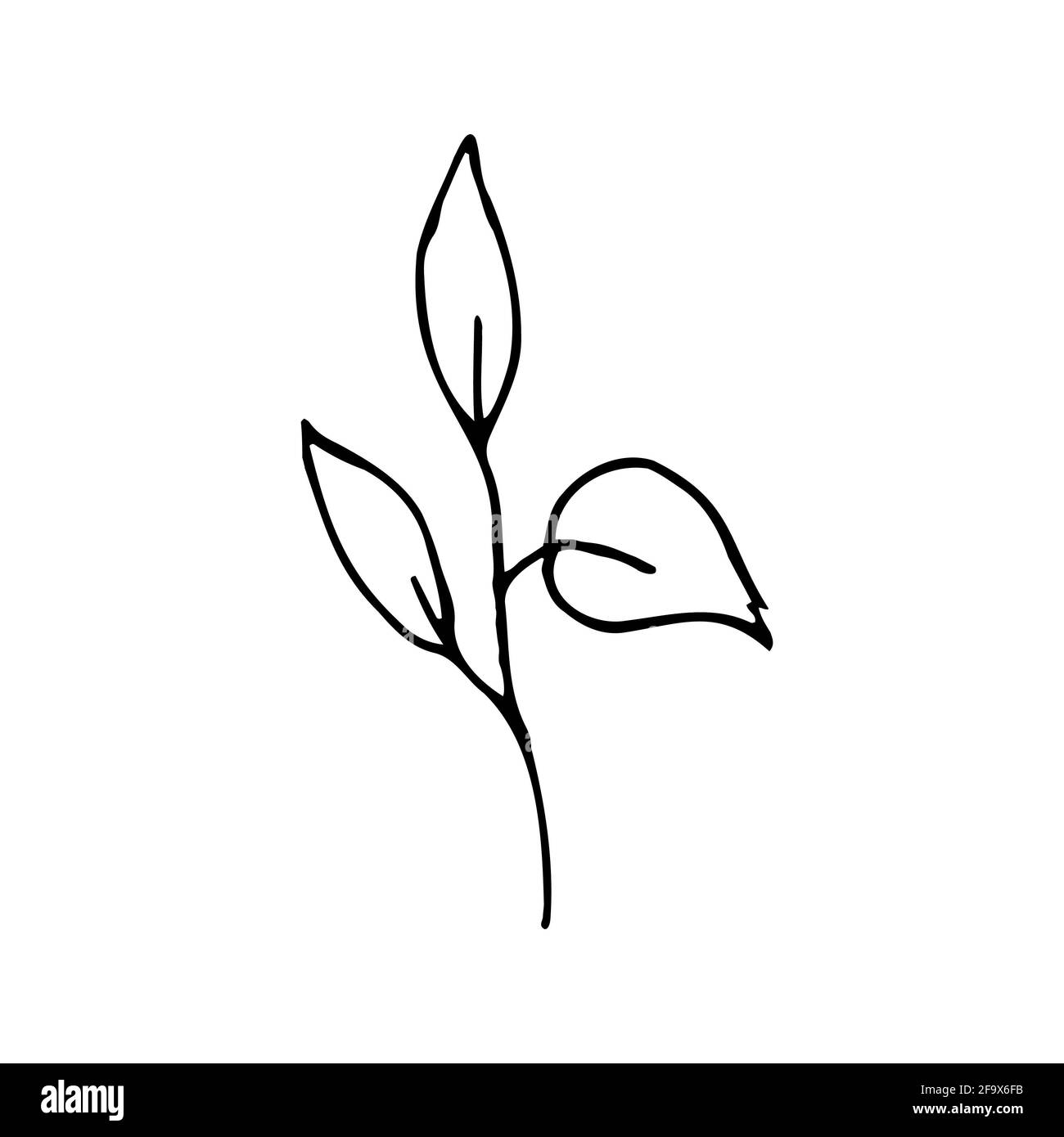 branche vectorielle avec feuilles noires et blanches. Illustration botanique minimaliste, dessin à la main Banque D'Images