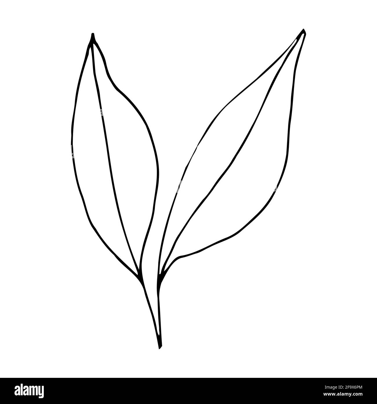 branche vectorielle avec feuilles noires et blanches. Illustration botanique minimaliste, dessin à la main Banque D'Images