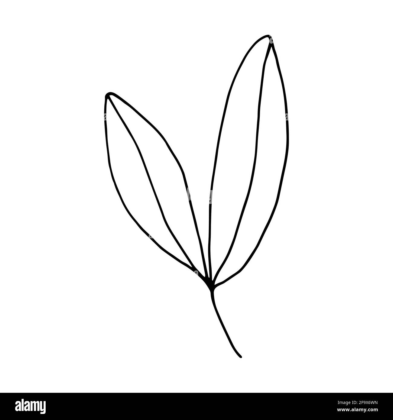 branche vectorielle avec feuilles noires et blanches. Illustration botanique minimaliste, dessin à la main Banque D'Images