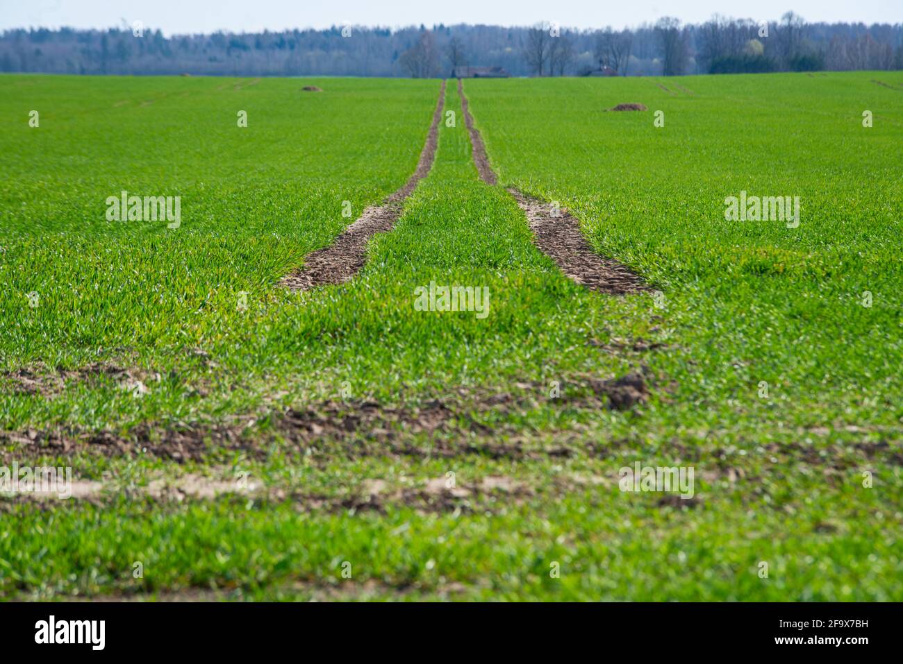 Les chenilles du tracteur mènent dans un champ de récoltes vertes vibrantes qui poussent dans un champ au printemps. Paysage printanier Banque D'Images