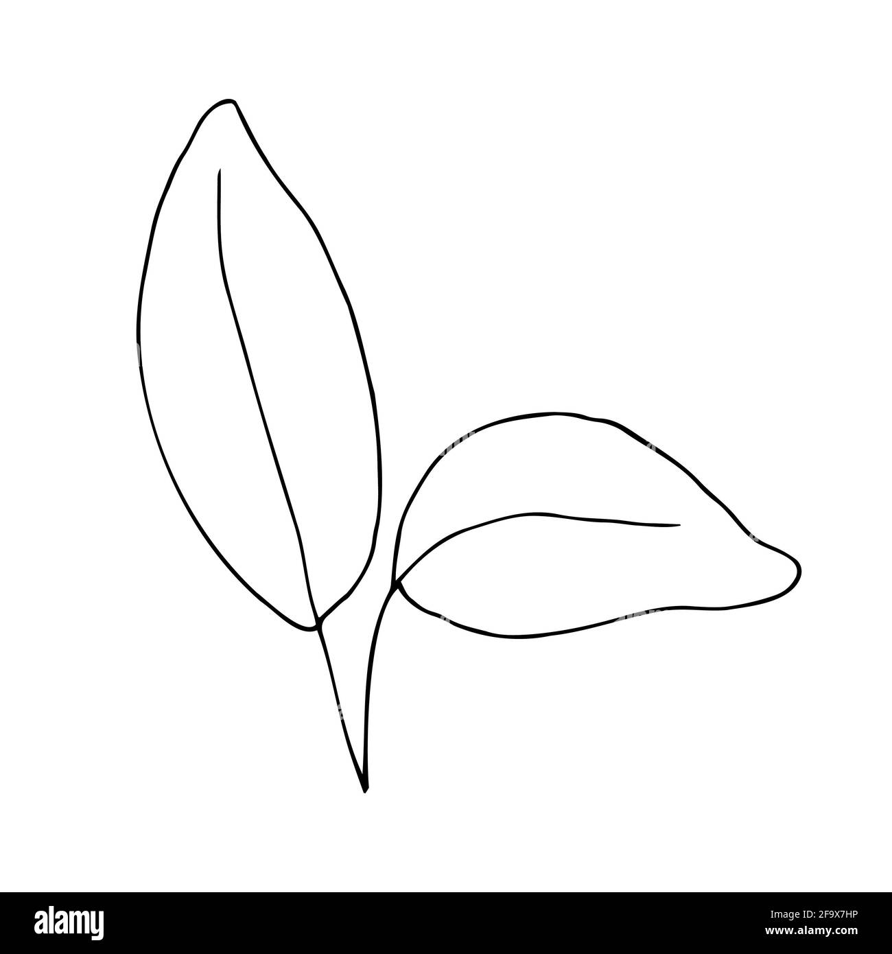 branche vectorielle avec feuilles noires et blanches. Illustration botanique minimaliste, dessin à la main Banque D'Images
