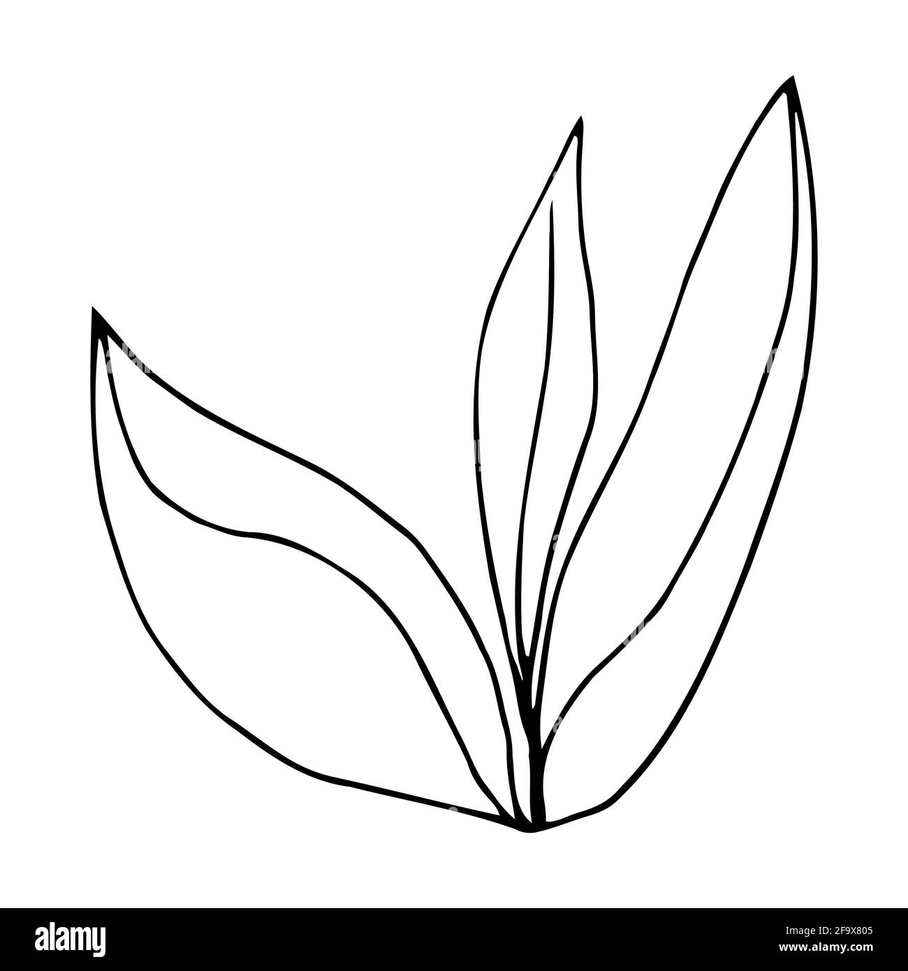 branche vectorielle avec feuilles noires et blanches. Illustration botanique minimaliste, dessin à la main Banque D'Images