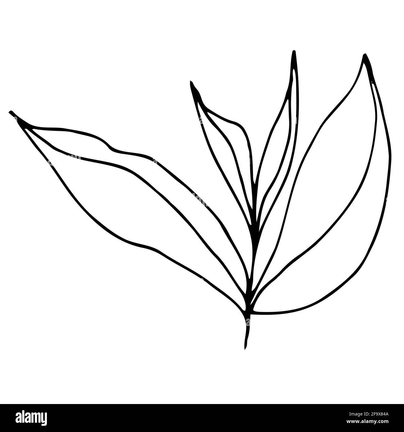 branche vectorielle avec feuilles noires et blanches. Illustration botanique minimaliste, dessin à la main Banque D'Images