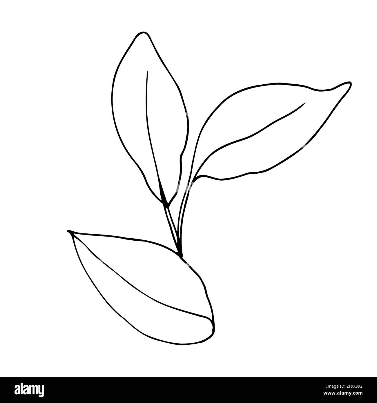 branche vectorielle avec feuilles noires et blanches. Illustration botanique minimaliste, dessin à la main Banque D'Images