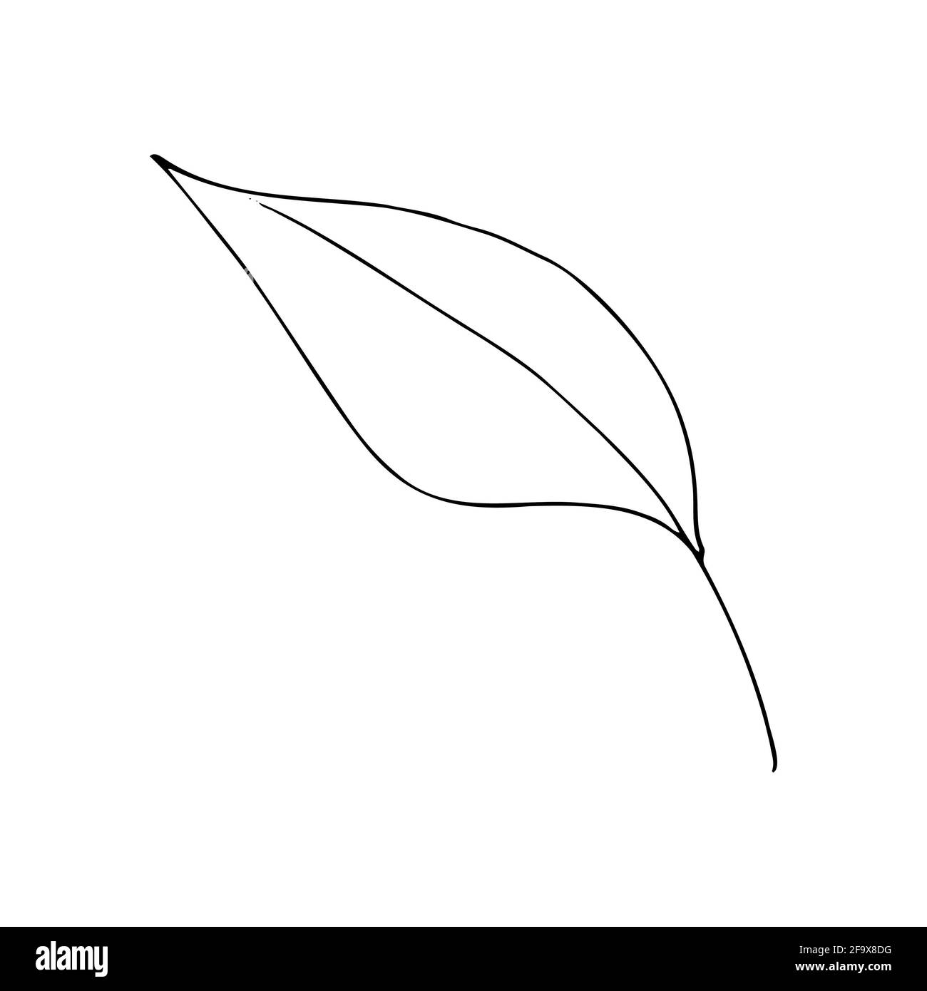 branche vectorielle avec feuilles noires et blanches. Illustration botanique minimaliste, dessin à la main Banque D'Images
