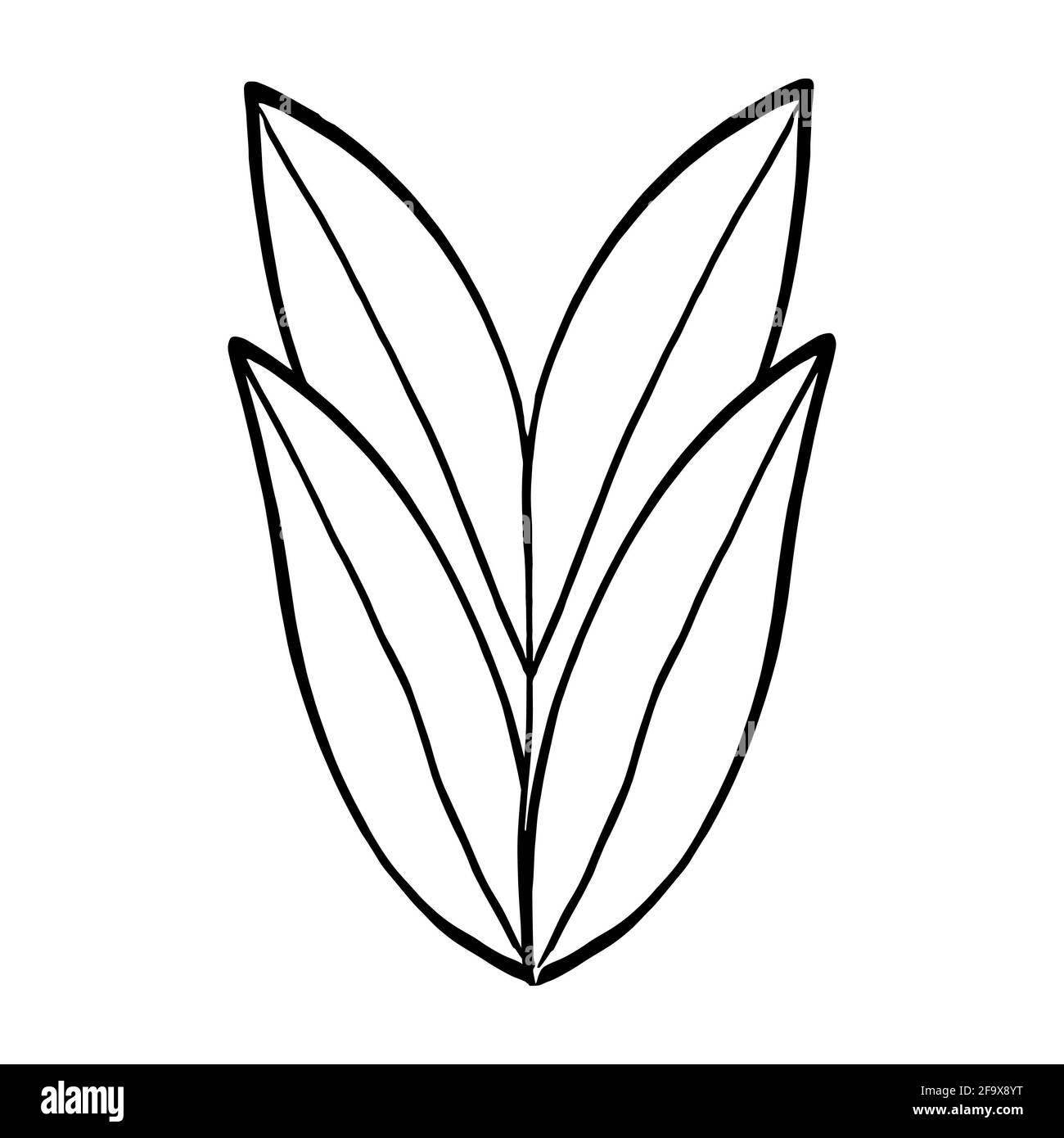 branche vectorielle avec feuilles noires et blanches. Illustration botanique minimaliste, dessin à la main Banque D'Images