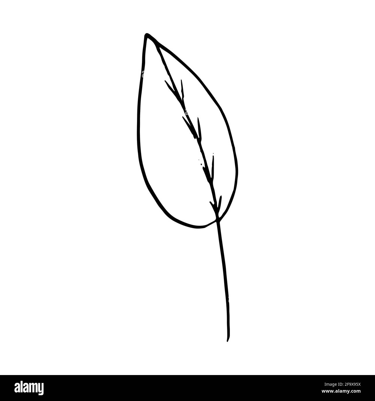 branche vectorielle avec feuilles noires et blanches. Illustration botanique minimaliste, dessin à la main Banque D'Images