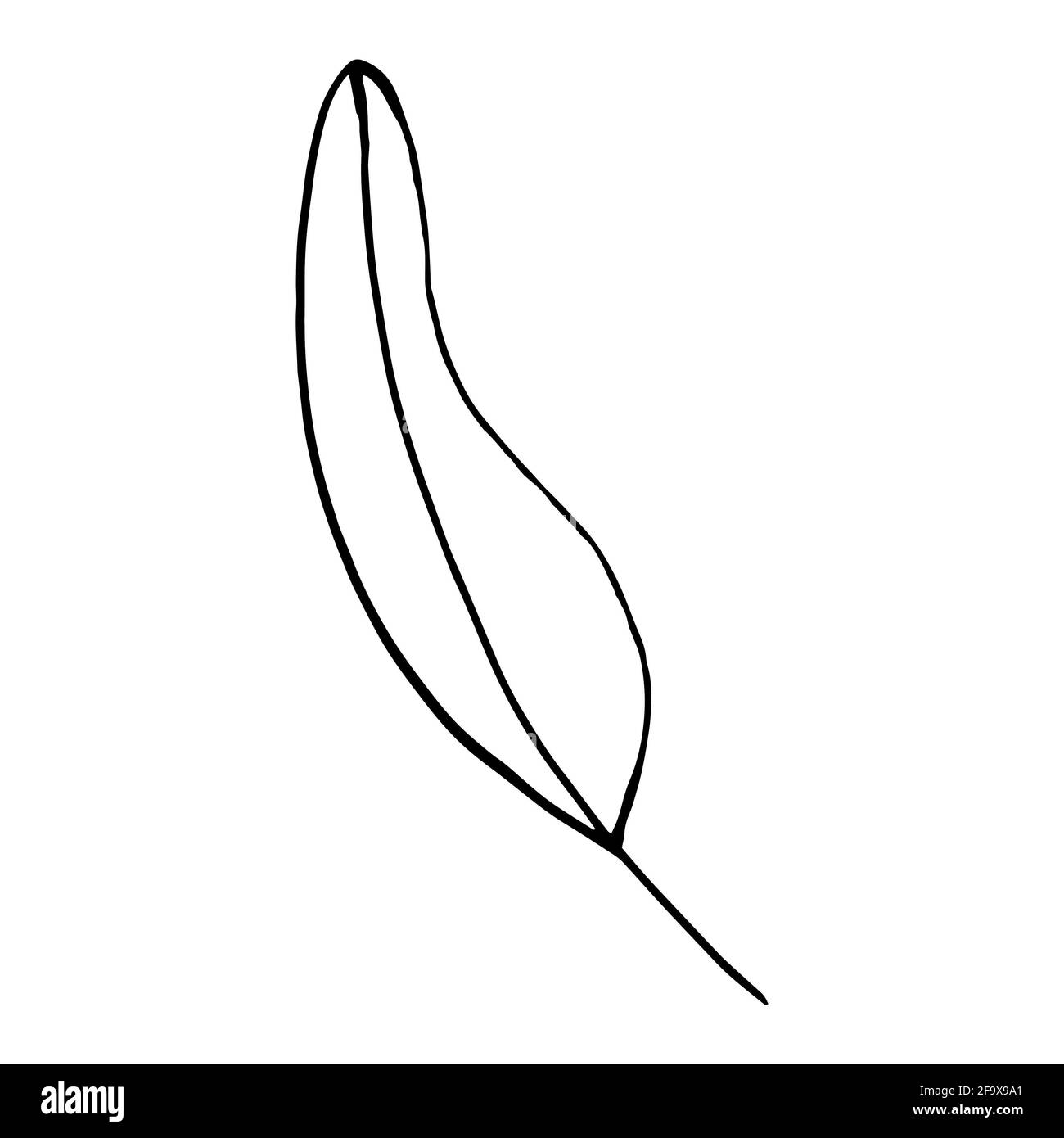 branche vectorielle avec feuilles noires et blanches. Illustration botanique minimaliste, dessin à la main Banque D'Images