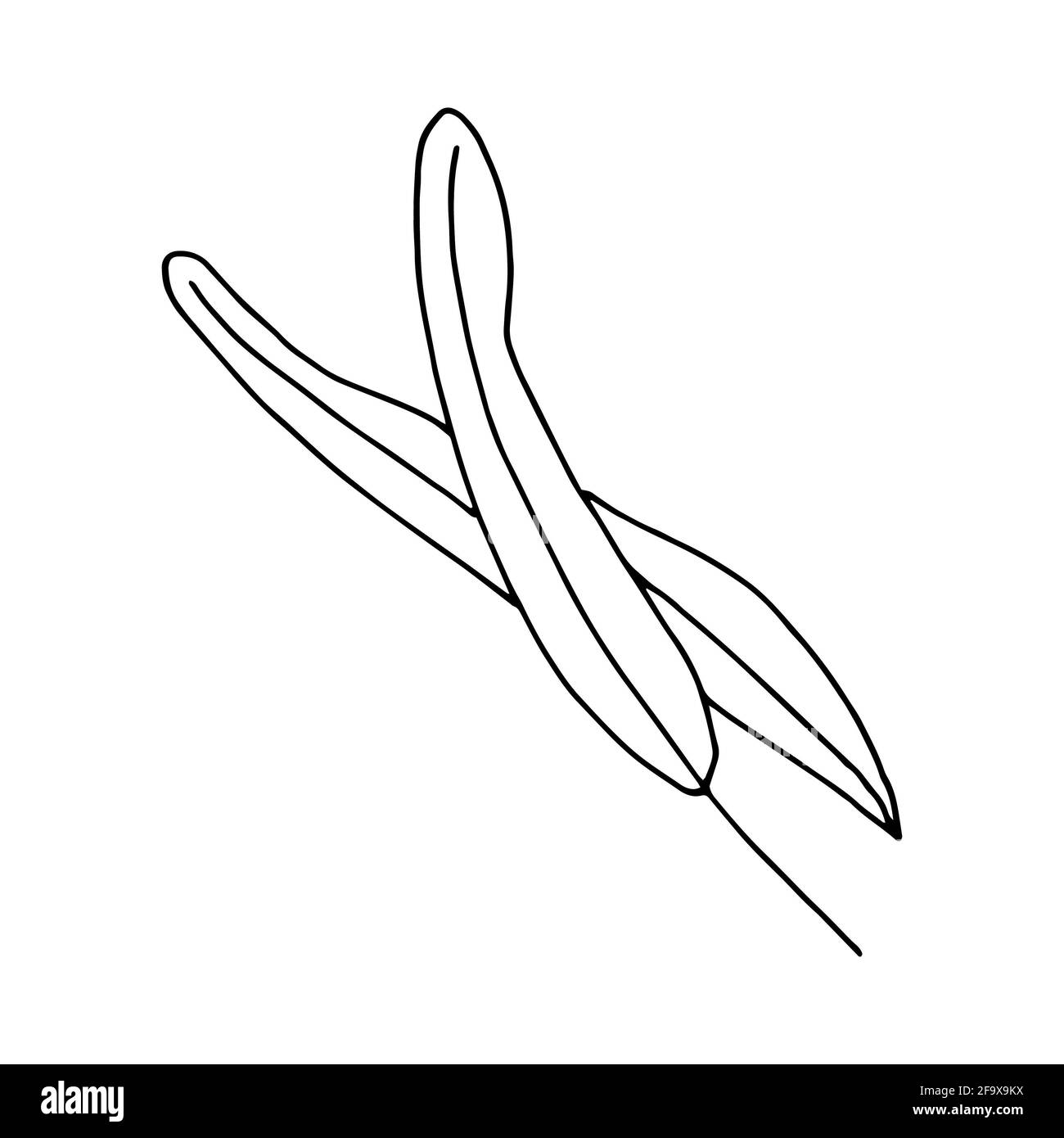 branche vectorielle avec feuilles noires et blanches. Illustration botanique minimaliste, dessin à la main Banque D'Images