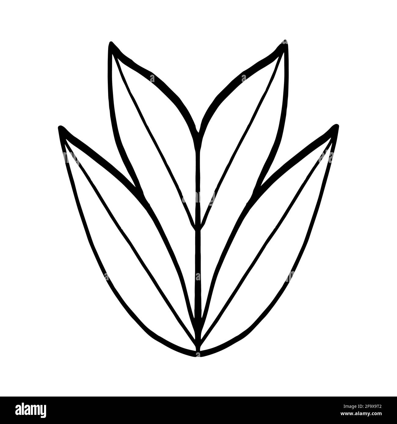 branche vectorielle avec feuilles noires et blanches. Illustration botanique minimaliste, dessin à la main Banque D'Images