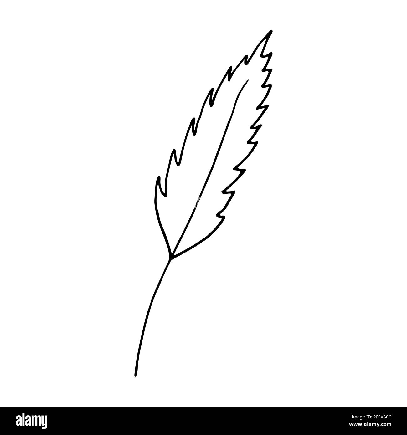 branche vectorielle avec feuilles noires et blanches. Illustration botanique minimaliste, dessin à la main Banque D'Images