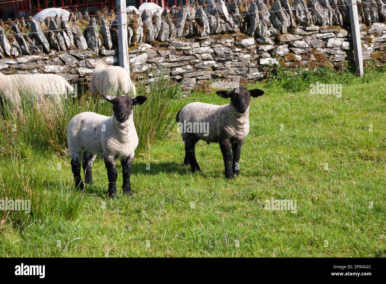 Agneaux Suffolk dans un champ Banque D'Images