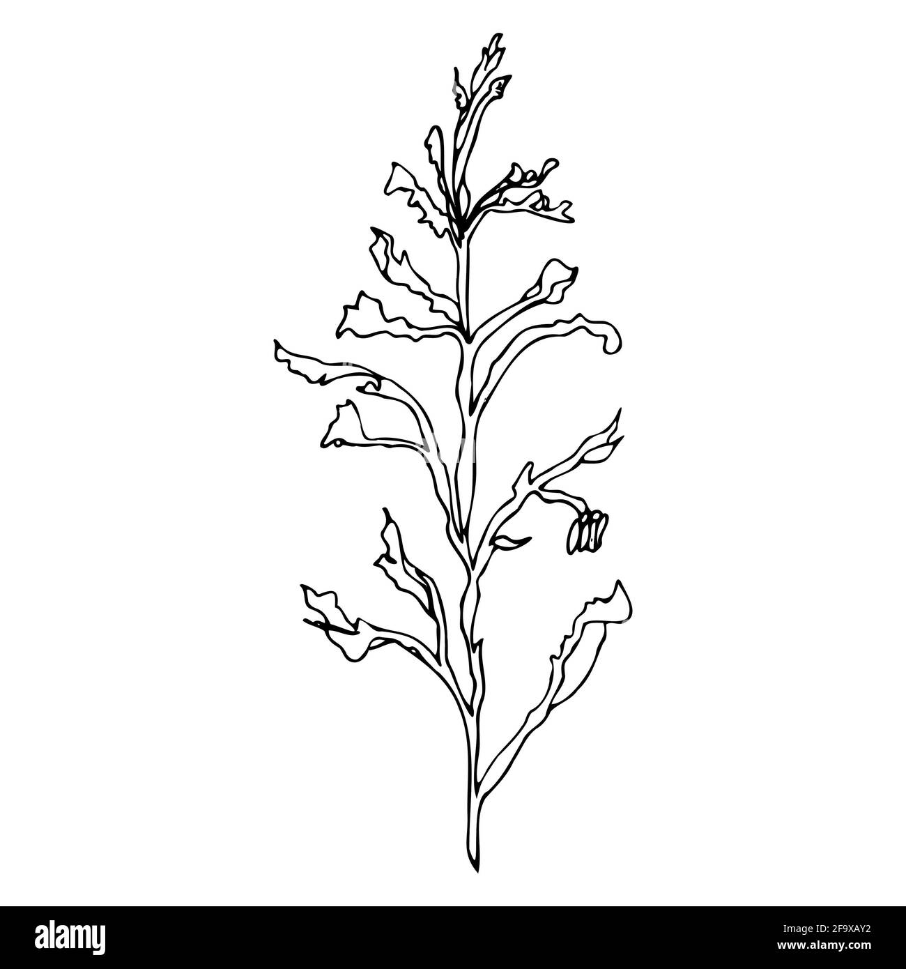 branche vectorielle avec feuilles noires et blanches. Illustration botanique minimaliste, dessin à la main Banque D'Images
