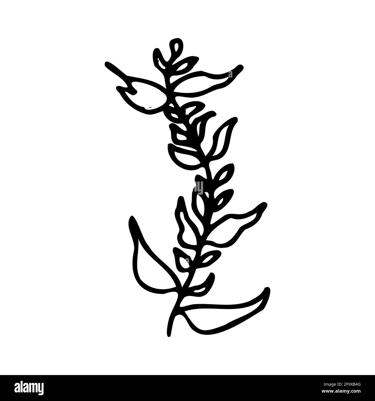 branche vectorielle avec feuilles noires et blanches. Illustration botanique minimaliste, dessin à la main Banque D'Images