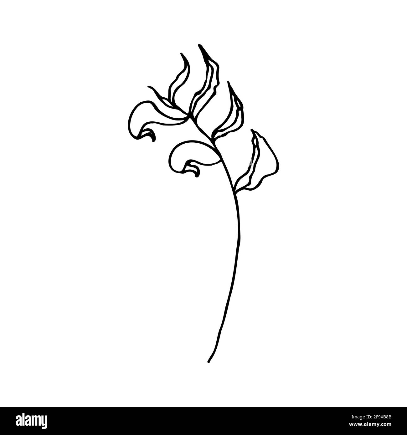 branche vectorielle avec feuilles noires et blanches. Illustration botanique minimaliste, dessin à la main Banque D'Images