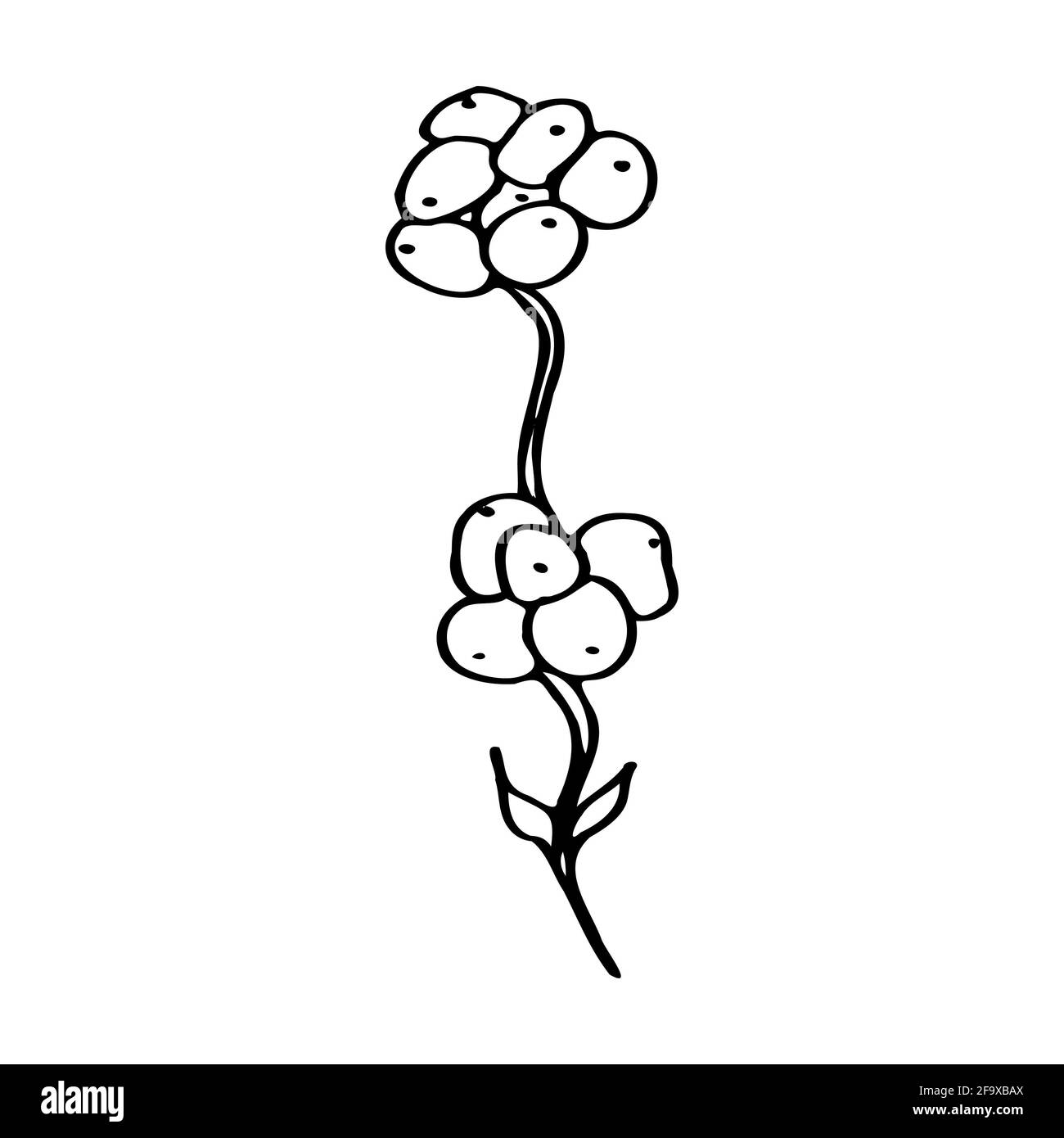 branche vectorielle avec feuilles noires et blanches. Illustration botanique minimaliste, dessin à la main Banque D'Images