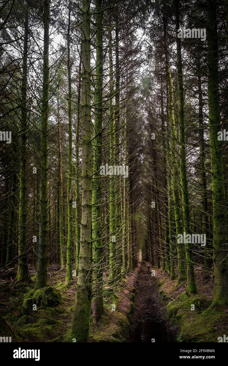 Sitka Spruce Trees - Picea sitchensis - sur la plantation d'arbres Davidstow Woods sur Bodmin Moor, en Cornouailles. Banque D'Images