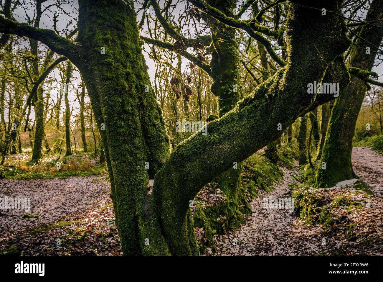 Mousse poussant sur un arbre de Hêtre - Fagus sylvatica - dans l'ancienne forêt bois de Draynes en Cornouailles. Banque D'Images