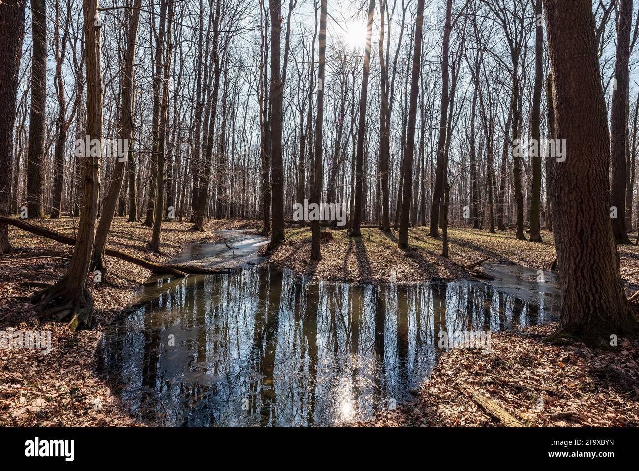 NPR Polanska niva zone protégée à CHKO Poodri près de la ville d'Ostrava en République tchèque avec ruisseau de meandering, arbres et soleil au début du printemps Banque D'Images