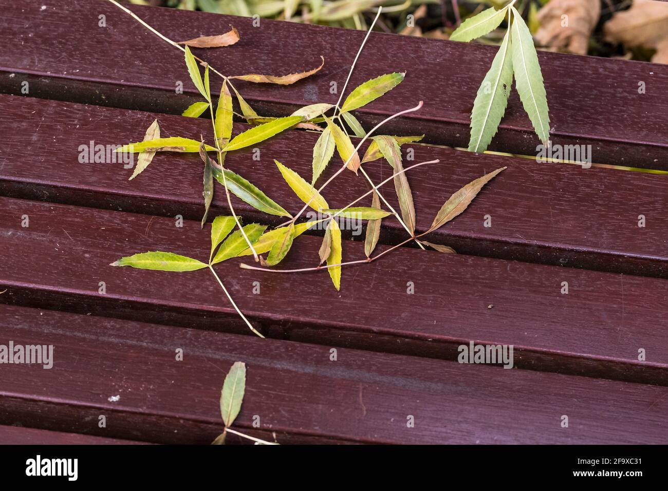 Feuilles de frêne couchée sur un banc. Banque D'Images