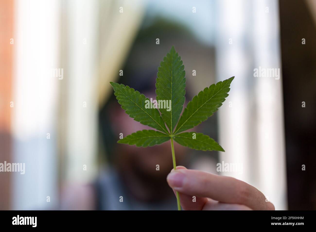 Un homme inconnu tenant une feuille de cannabis. Médecine à domicile, médecine alternative, concept de marijuana médiale Banque D'Images