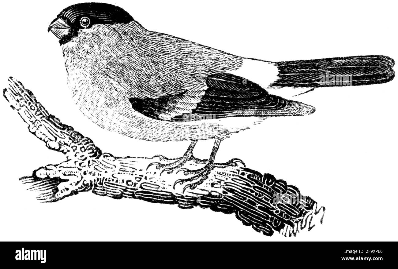 Un oiseau gravé par Thomas Bewick de l'histoire des oiseaux britanniques Banque D'Images