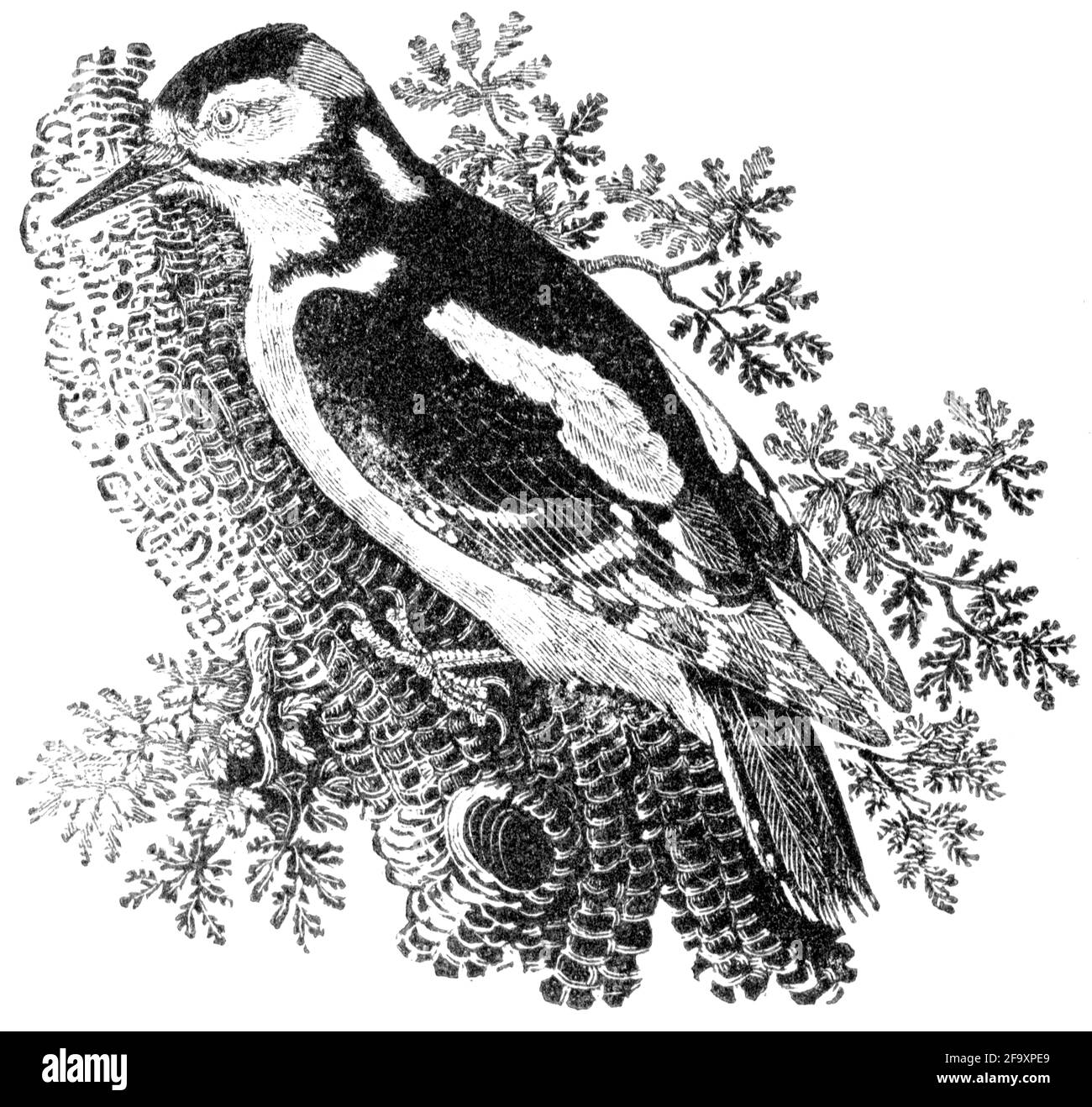 Un oiseau gravé par Thomas Bewick de l'histoire des oiseaux britanniques Banque D'Images
