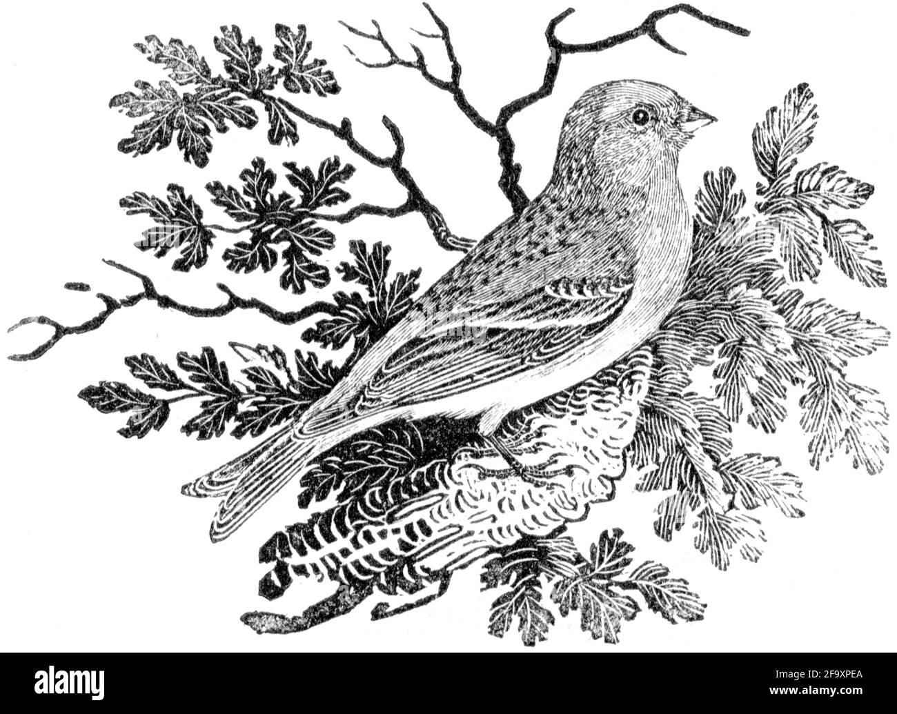 Un oiseau gravé par Thomas Bewick de l'histoire des oiseaux britanniques Banque D'Images