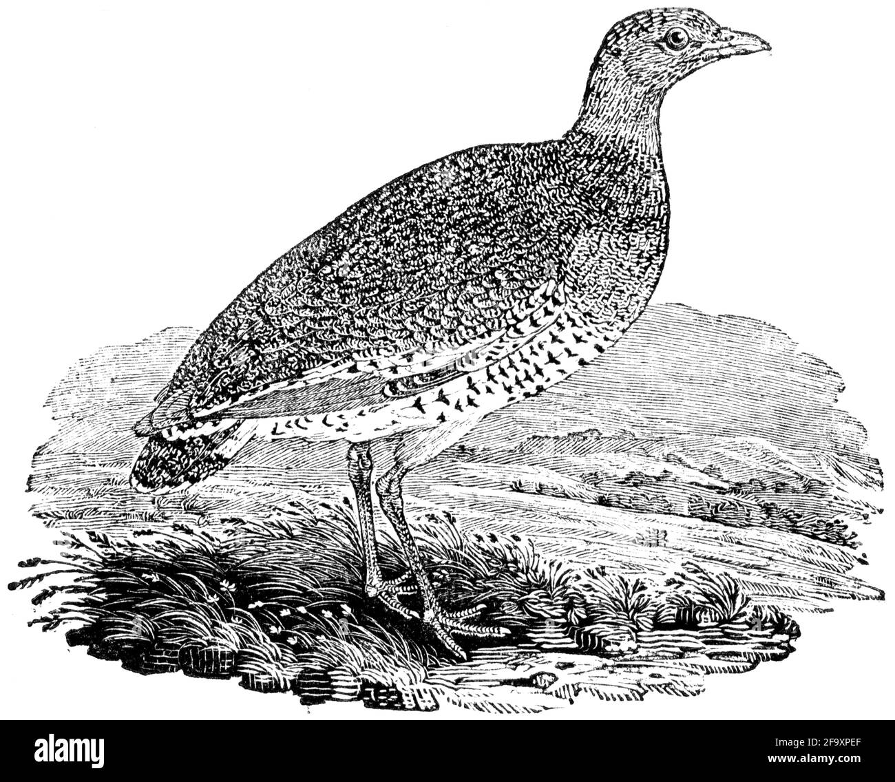 Un oiseau gravé par Thomas Bewick de l'histoire des oiseaux britanniques Banque D'Images