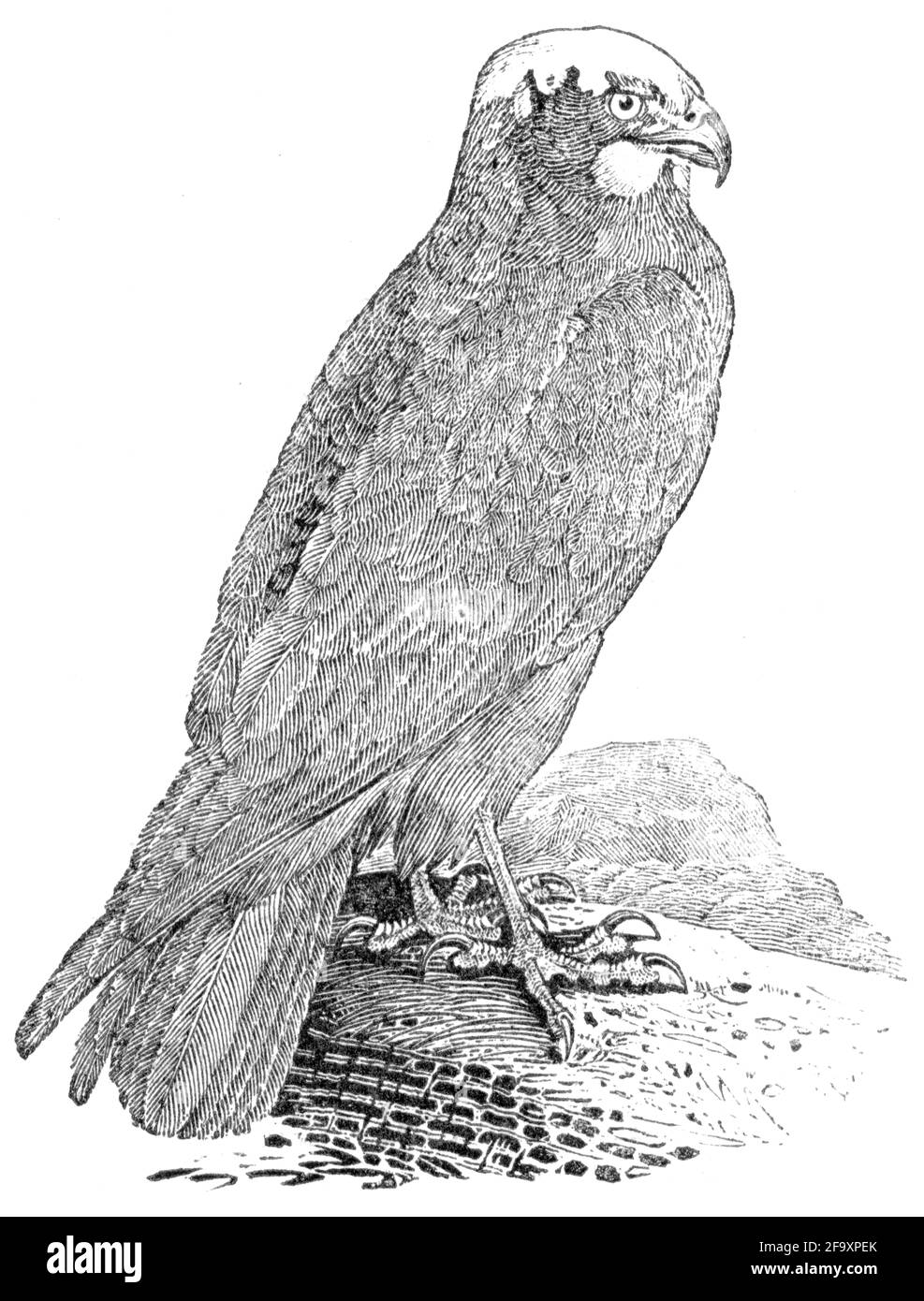 Un oiseau gravé par Thomas Bewick de l'histoire des oiseaux britanniques Banque D'Images