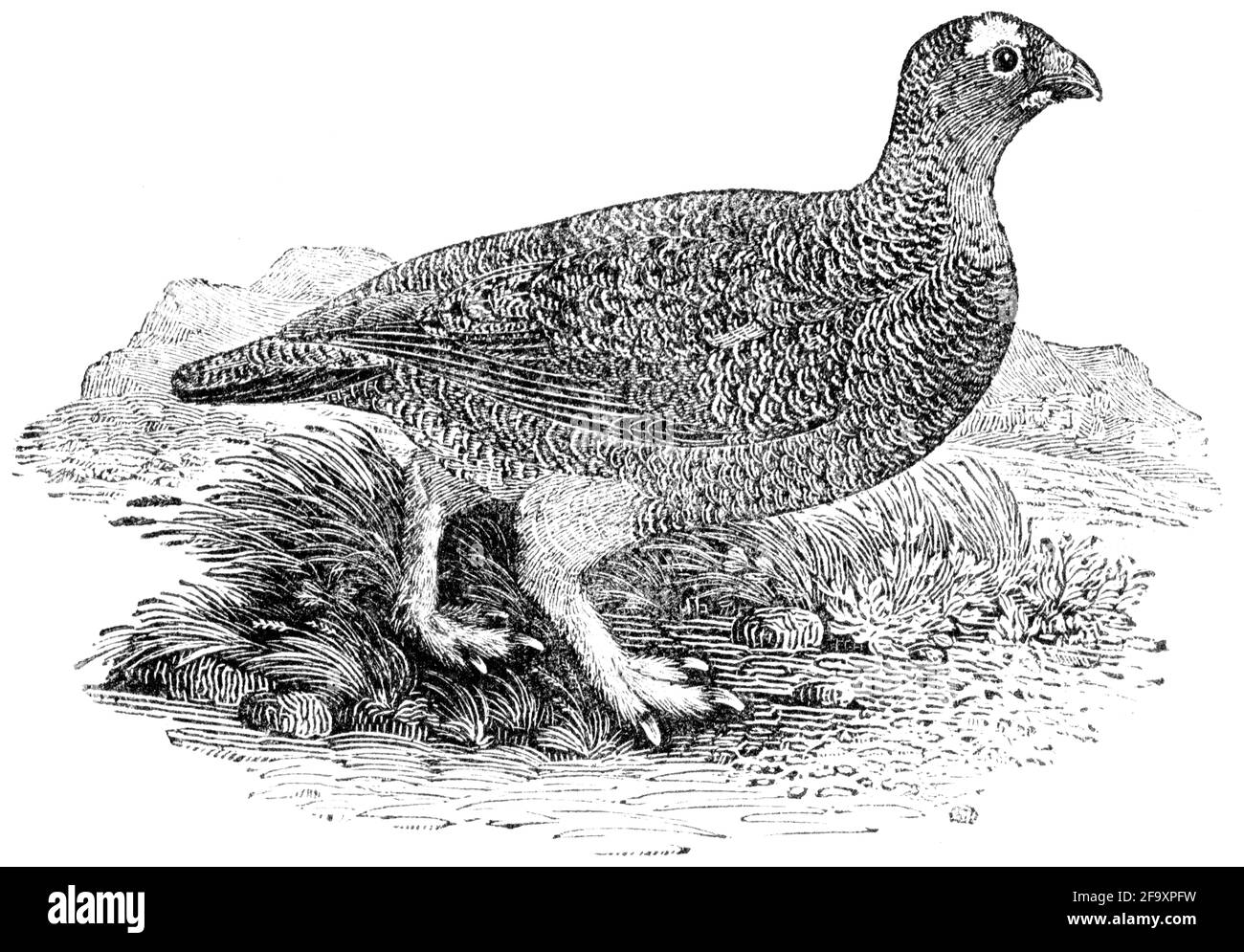 Un oiseau gravé par Thomas Bewick de l'histoire des oiseaux britanniques Banque D'Images
