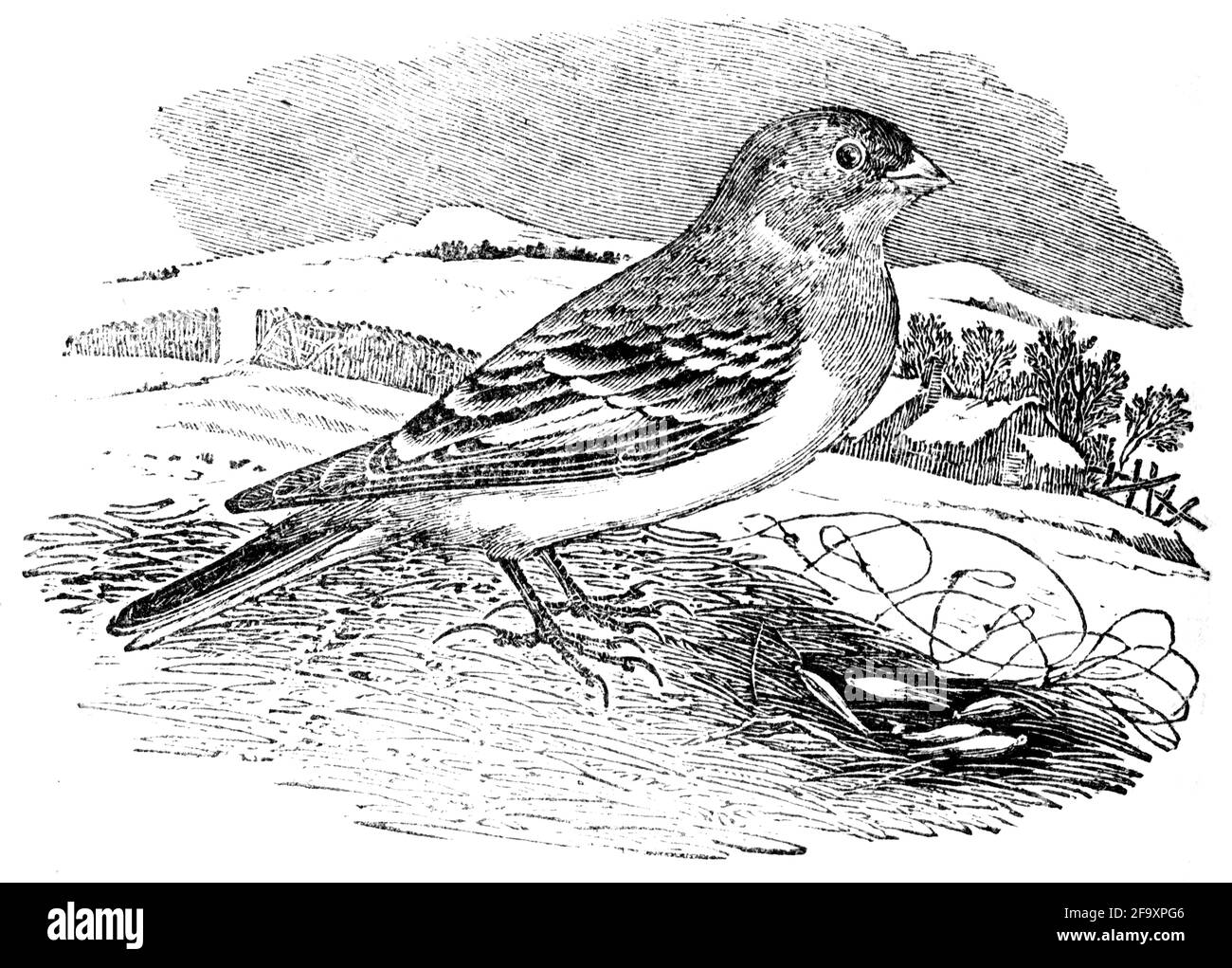 Un oiseau gravé par Thomas Bewick de l'histoire des oiseaux britanniques Banque D'Images