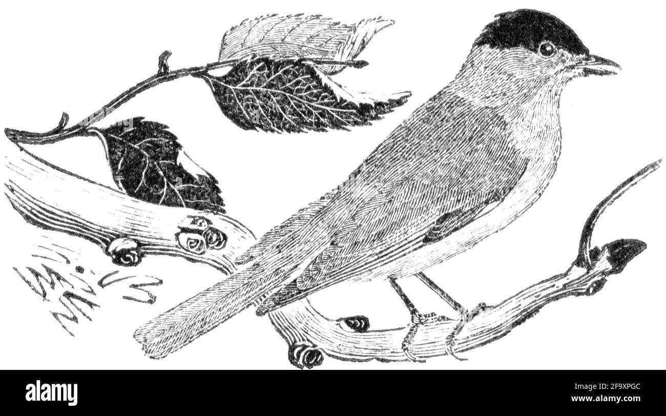 Un oiseau gravé par Thomas Bewick de l'histoire des oiseaux britanniques Banque D'Images