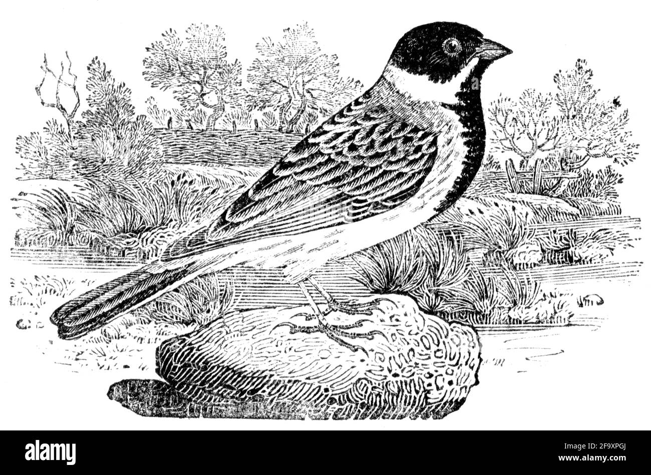 Un oiseau gravé par Thomas Bewick de l'histoire des oiseaux britanniques Banque D'Images