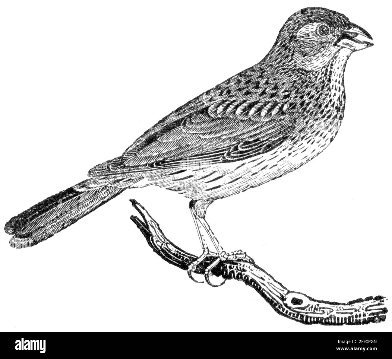 Un oiseau gravé par Thomas Bewick de l'histoire des oiseaux britanniques Banque D'Images
