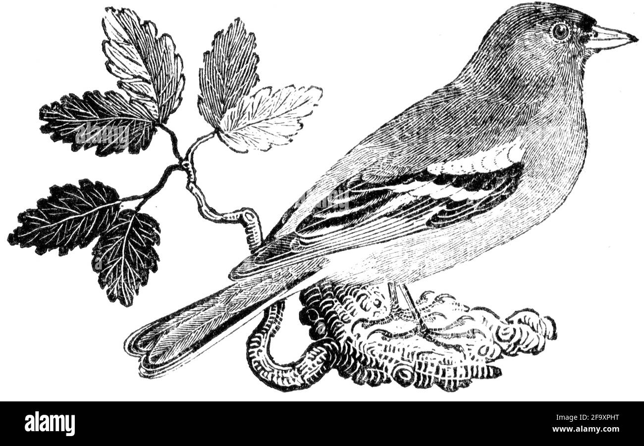 Un oiseau gravé par Thomas Bewick de l'histoire des oiseaux britanniques Banque D'Images