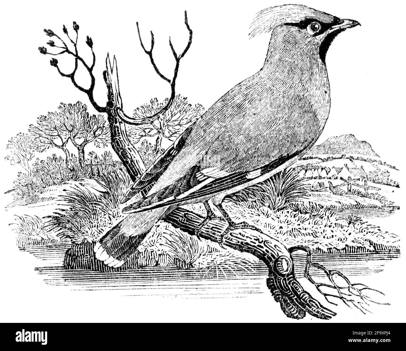Un oiseau gravé par Thomas Bewick de l'histoire des oiseaux britanniques Banque D'Images