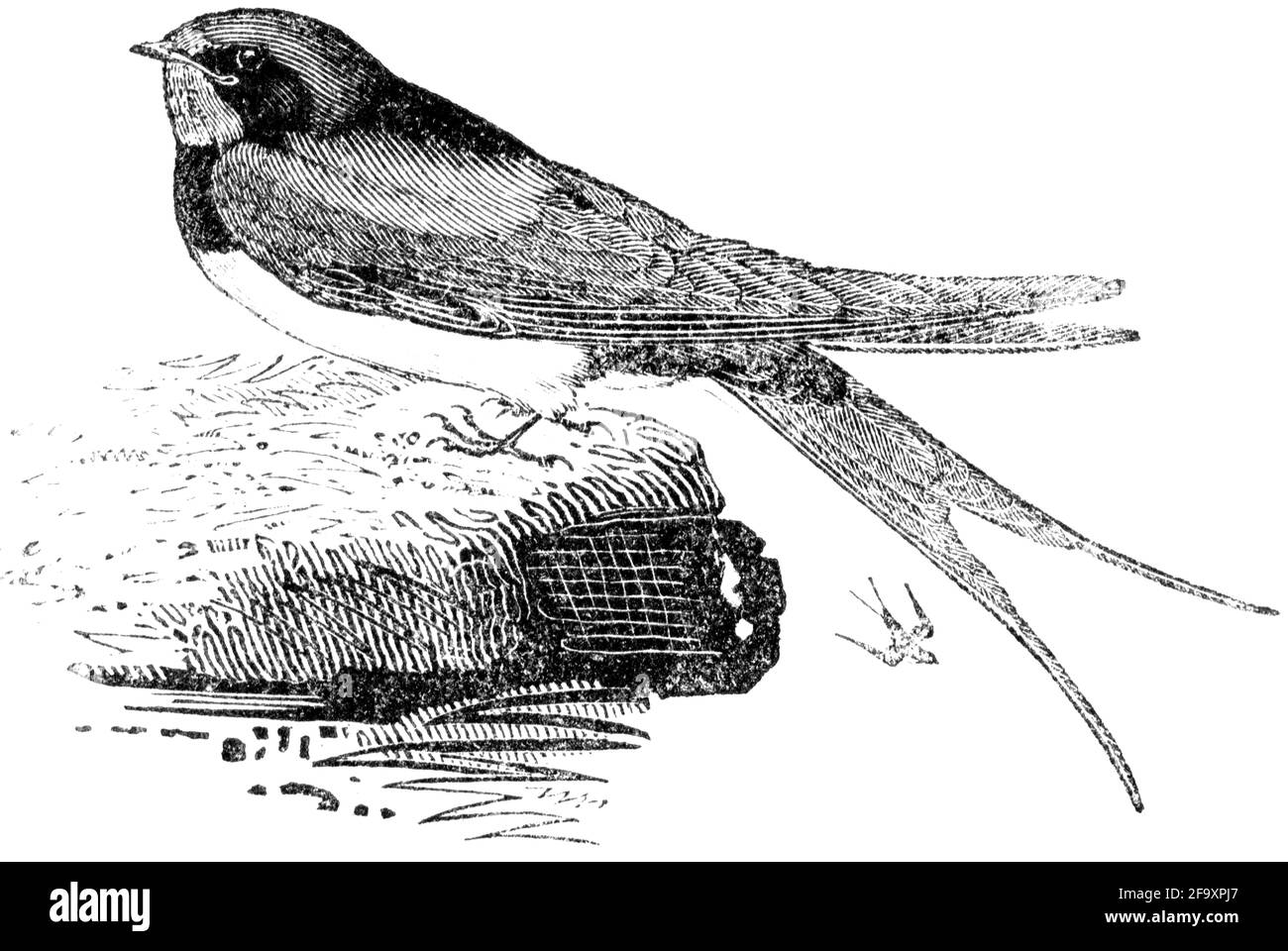 Un oiseau gravé par Thomas Bewick de l'histoire des oiseaux britanniques Banque D'Images