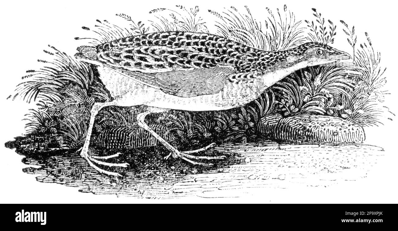 Un oiseau gravé par Thomas Bewick de l'histoire des oiseaux britanniques Banque D'Images