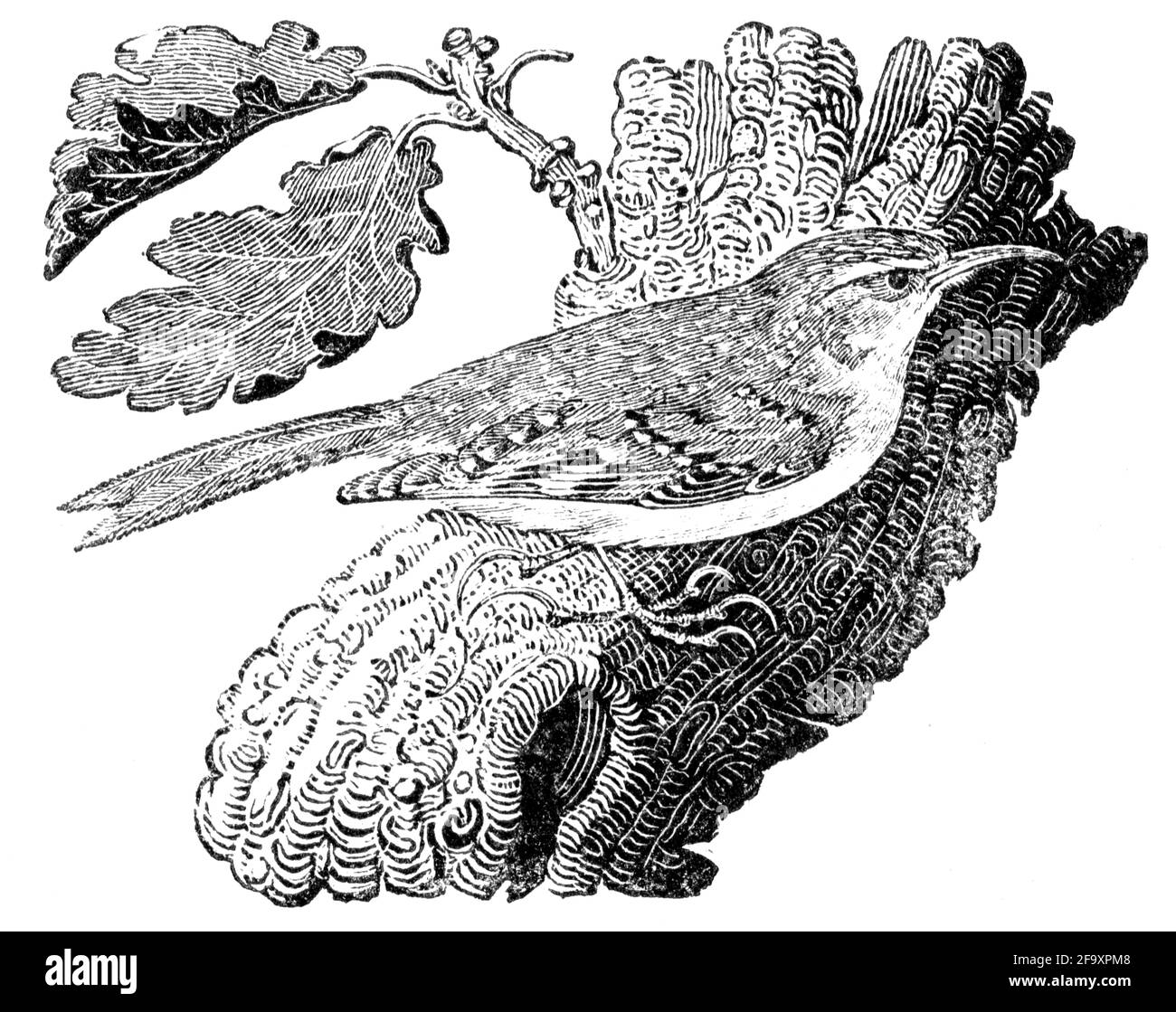 Un oiseau gravé par Thomas Bewick de l'histoire des oiseaux britanniques Banque D'Images