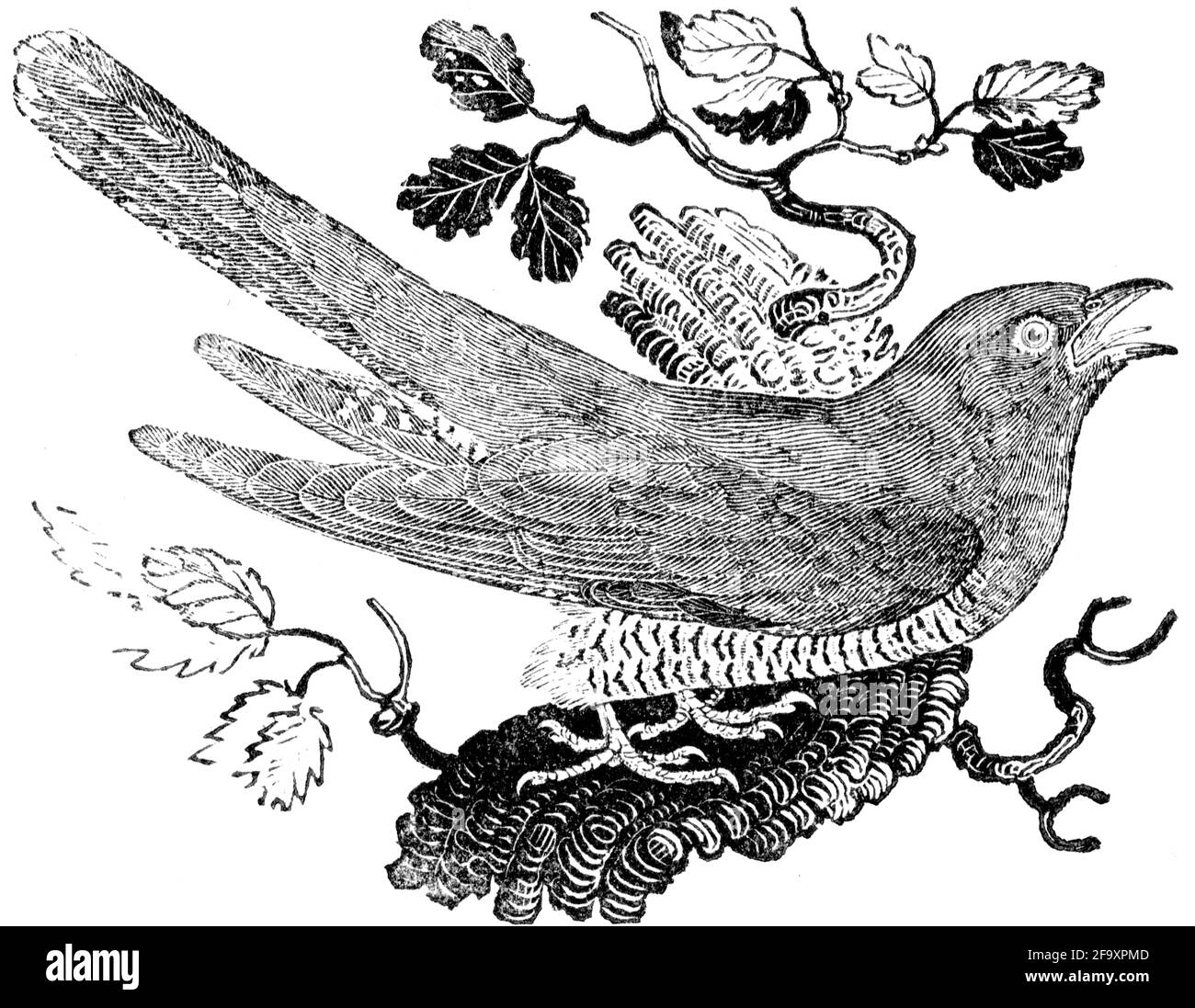 Un oiseau gravé par Thomas Bewick de l'histoire des oiseaux britanniques Banque D'Images