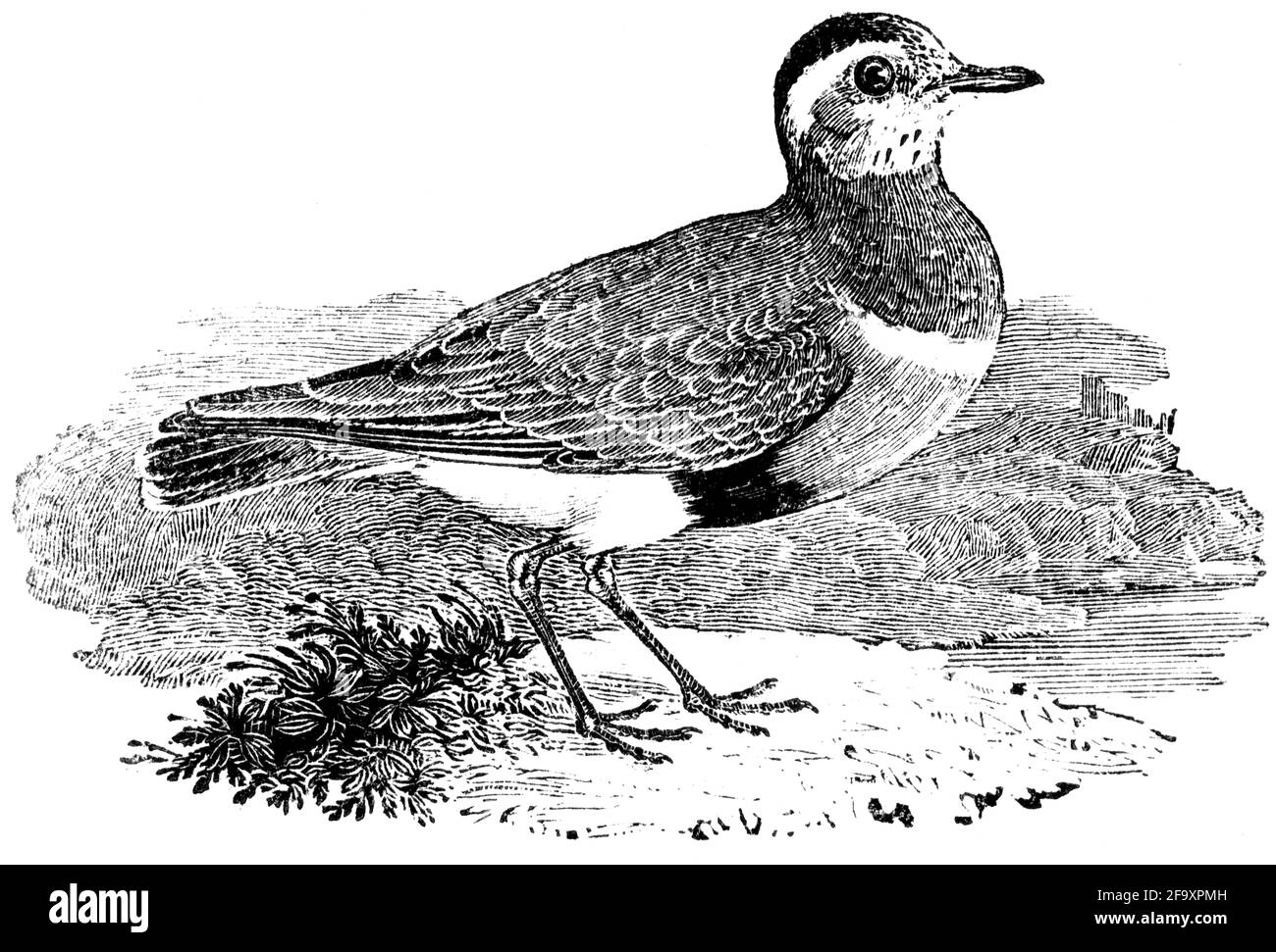 Un oiseau gravé par Thomas Bewick de l'histoire des oiseaux britanniques Banque D'Images