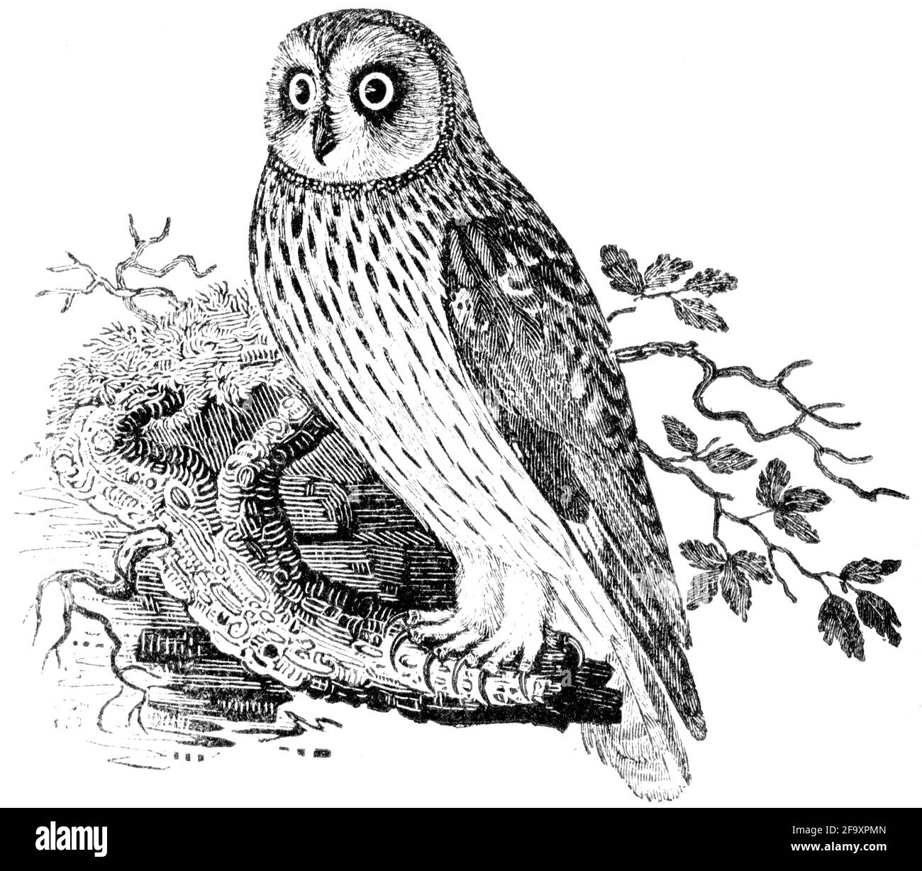 Un oiseau gravé par Thomas Bewick de l'histoire des oiseaux britanniques Banque D'Images