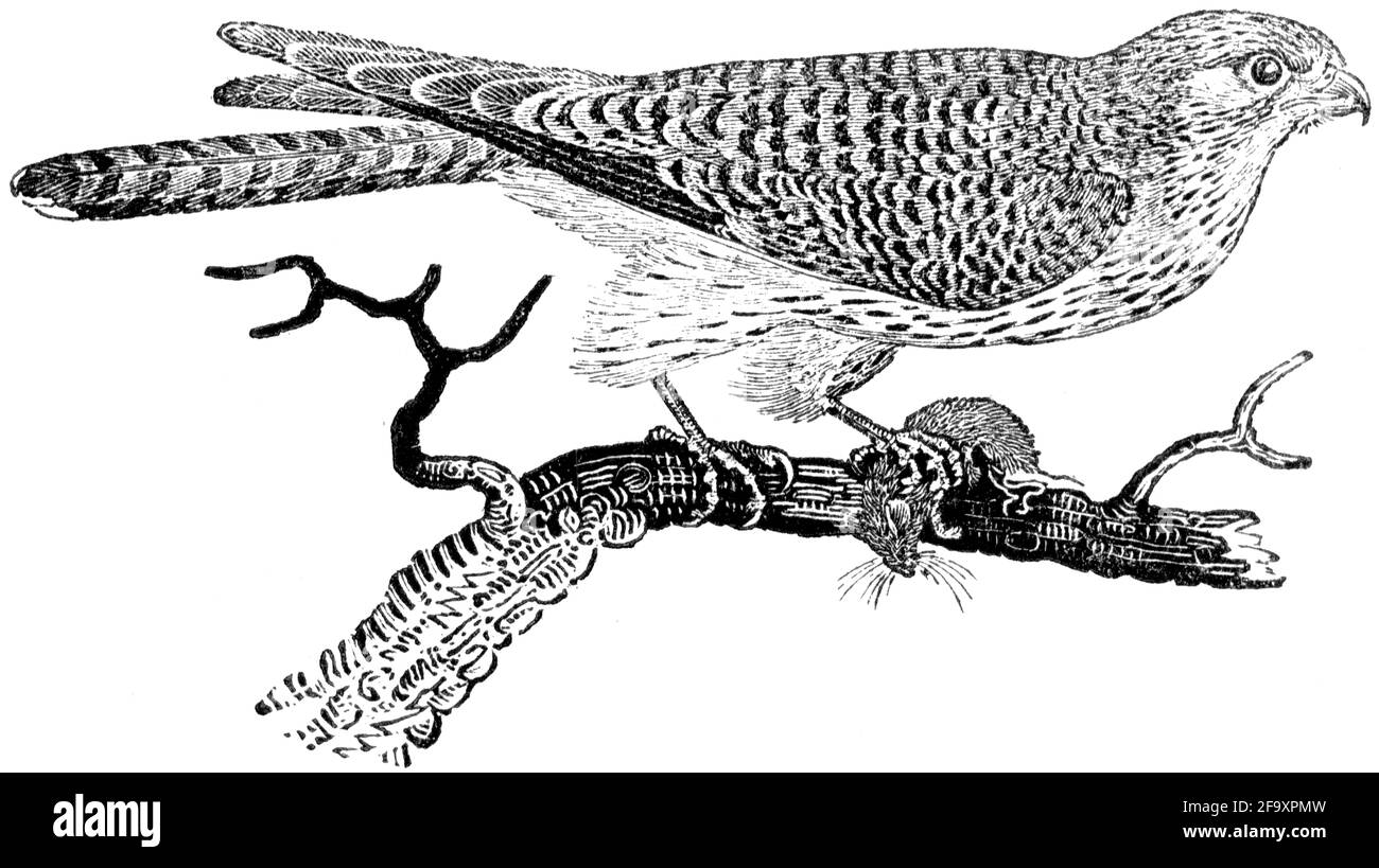 Un oiseau gravé par Thomas Bewick de l'histoire des oiseaux britanniques Banque D'Images