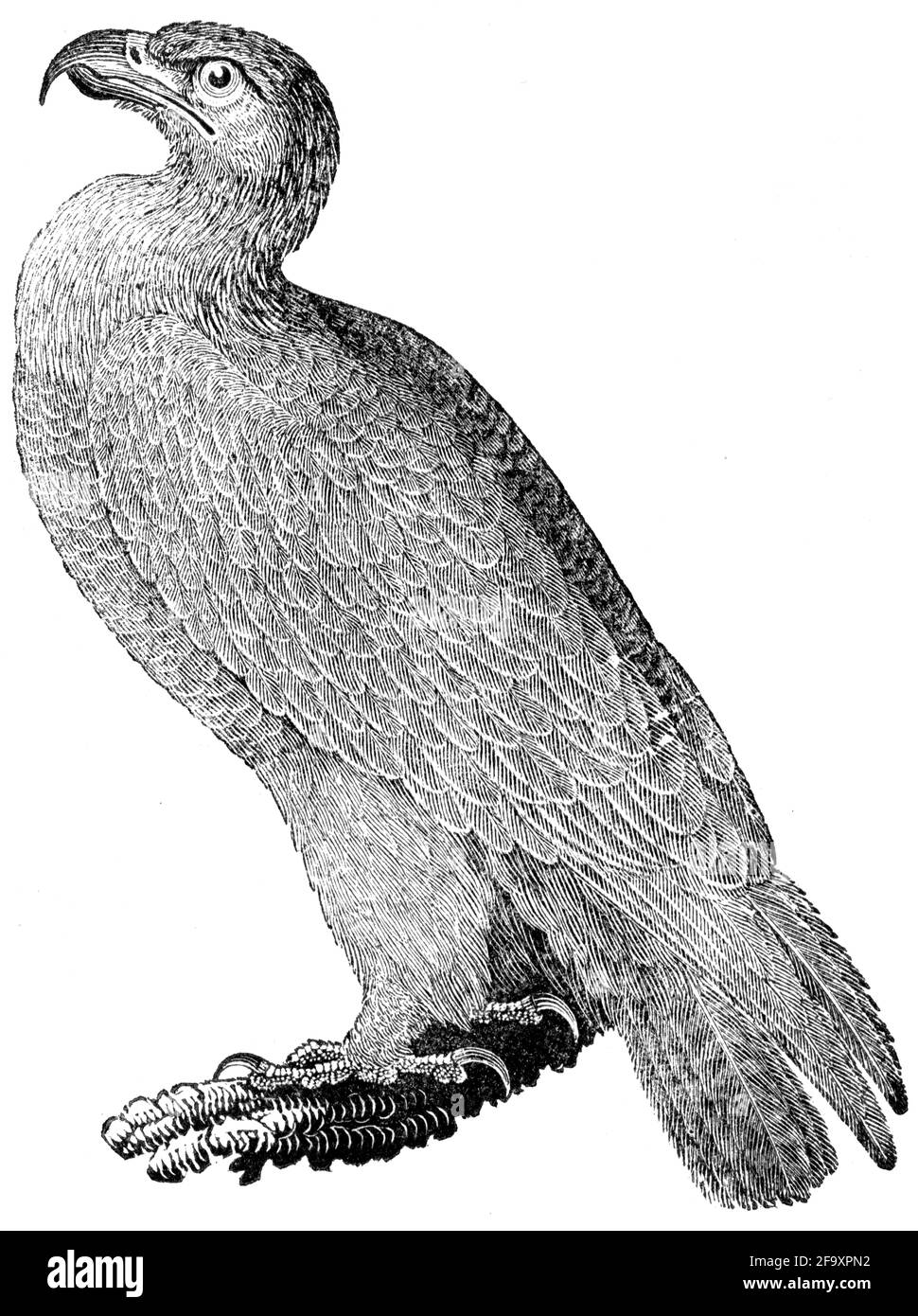 Un oiseau gravé par Thomas Bewick de l'histoire des oiseaux britanniques Banque D'Images