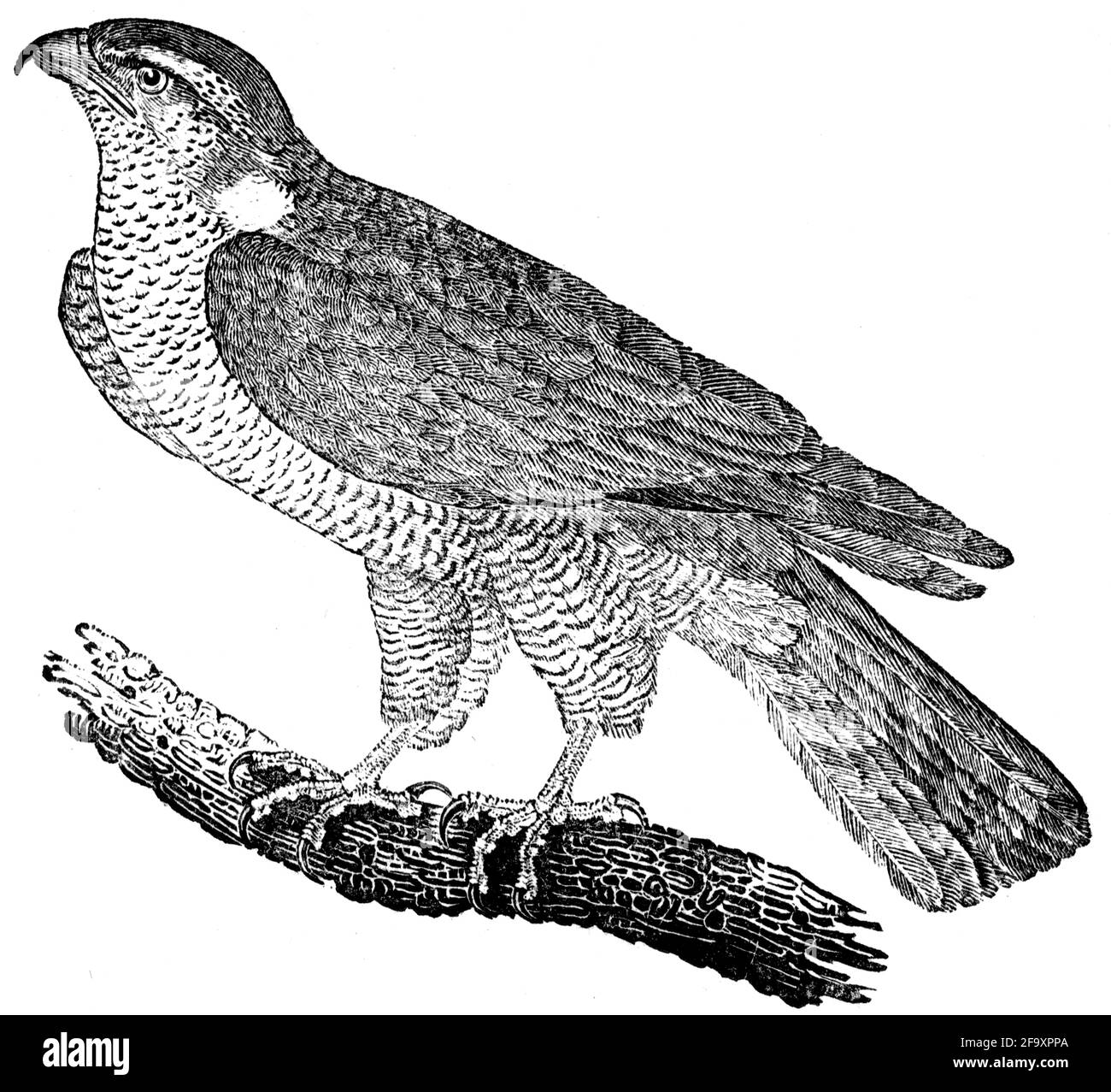 Un oiseau gravé par Thomas Bewick de l'histoire des oiseaux britanniques Banque D'Images