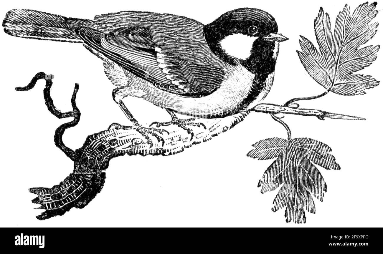 Un oiseau gravé par Thomas Bewick de l'histoire des oiseaux britanniques Banque D'Images
