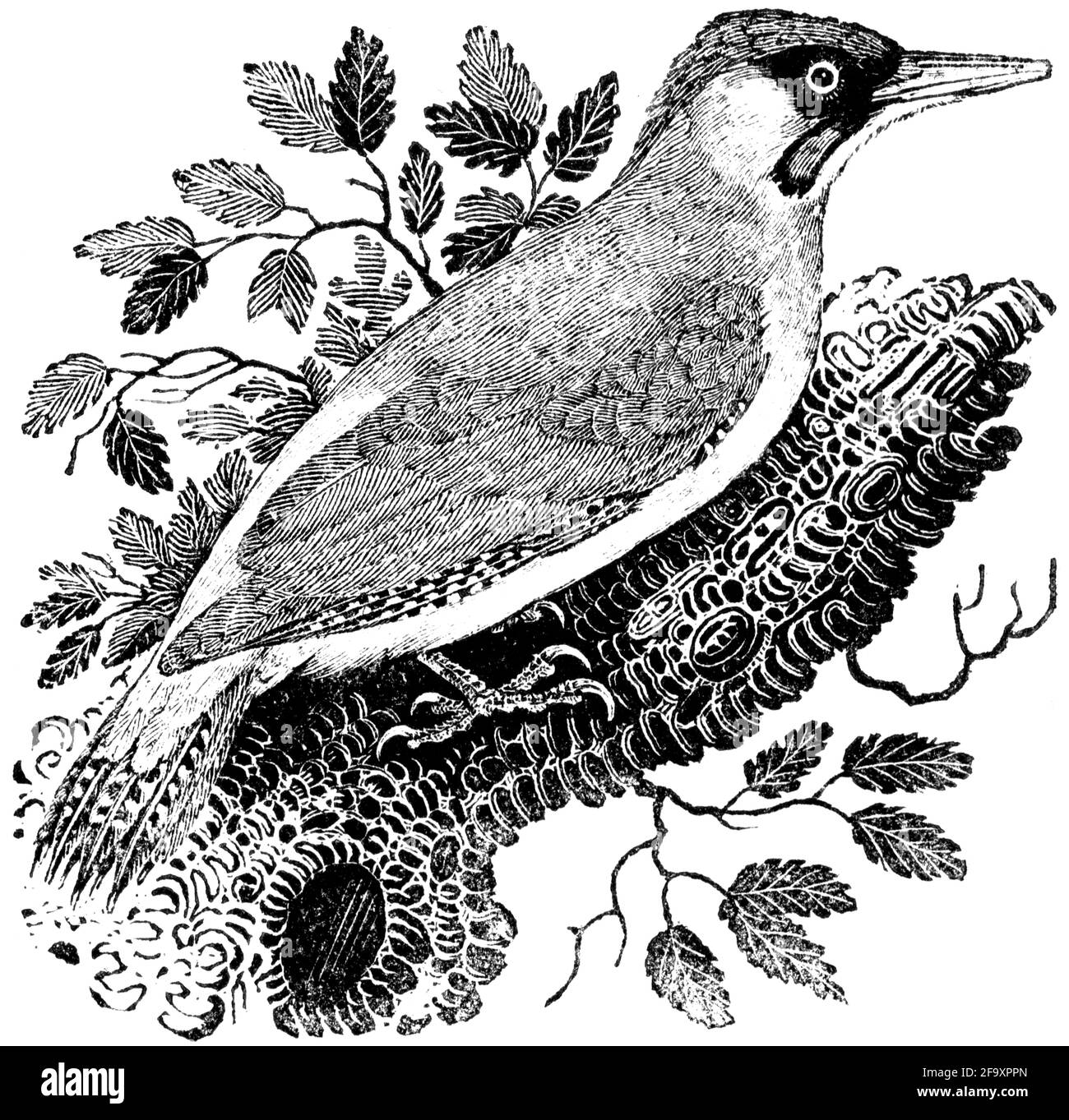 Un oiseau gravé par Thomas Bewick de l'histoire des oiseaux britanniques Banque D'Images